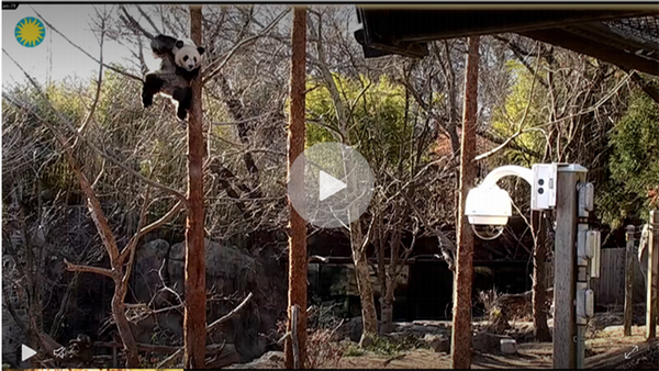 Panda Cam